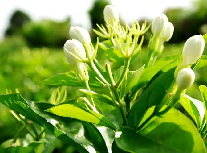 Jasmine Aroma Tea